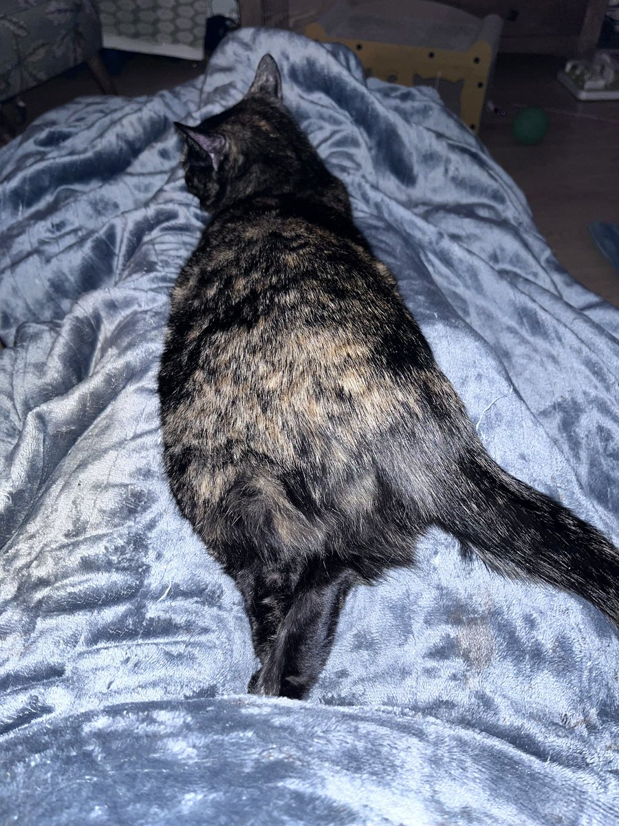 pigletmonkey1's tweet photo. 🐵The horror!!!! Apparently I am ‘overweight’. The audacity!!!! I’m literally being starved in my own home. Send prayers furry friends - I may not last the night….🙈 #CatsOfTwitter #CatsOfX #CatsOnX #tortitude https://t.co/6v0FJbRnxw