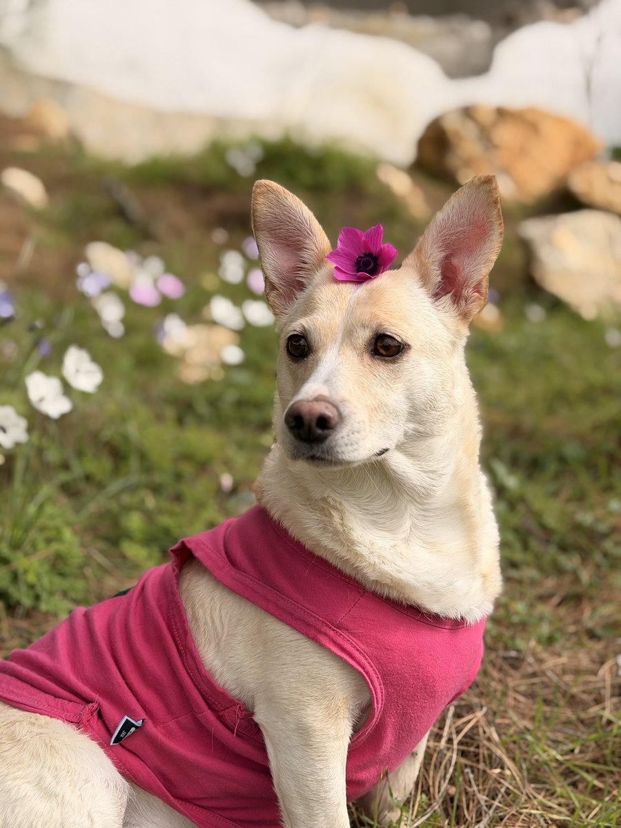 🪼Denizanası 🪼 tweet media