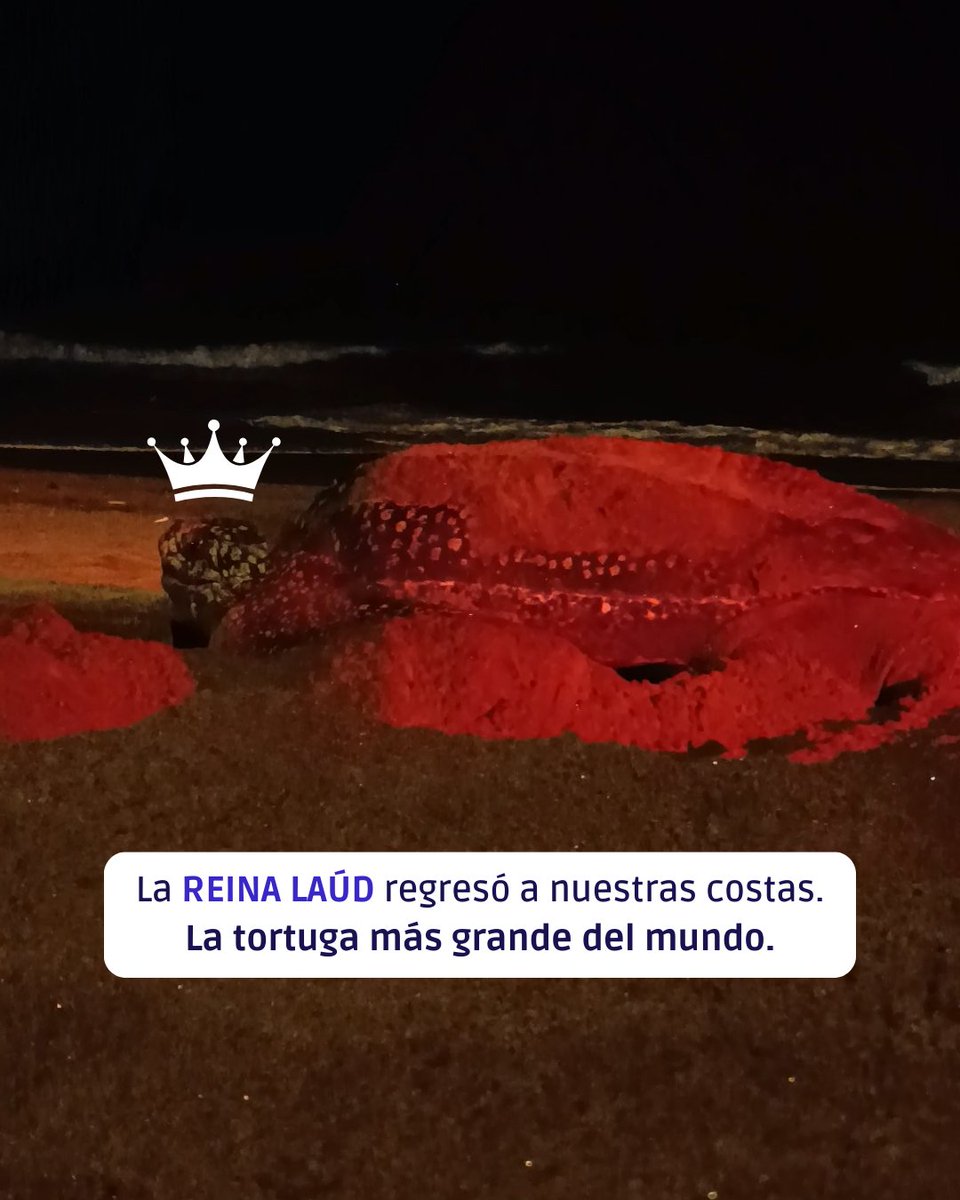 Fundación Reina Laúd tweet media