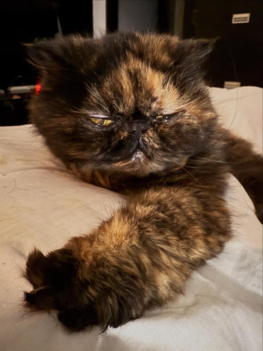 maRIO rioRDA tweet media