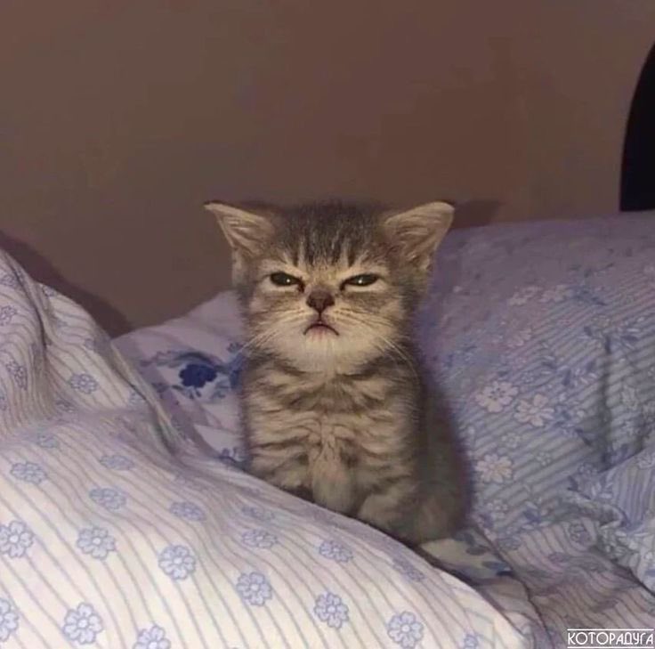 ᩭᘏᗢྀིྀི (@thornx_t) on Twitter photo 