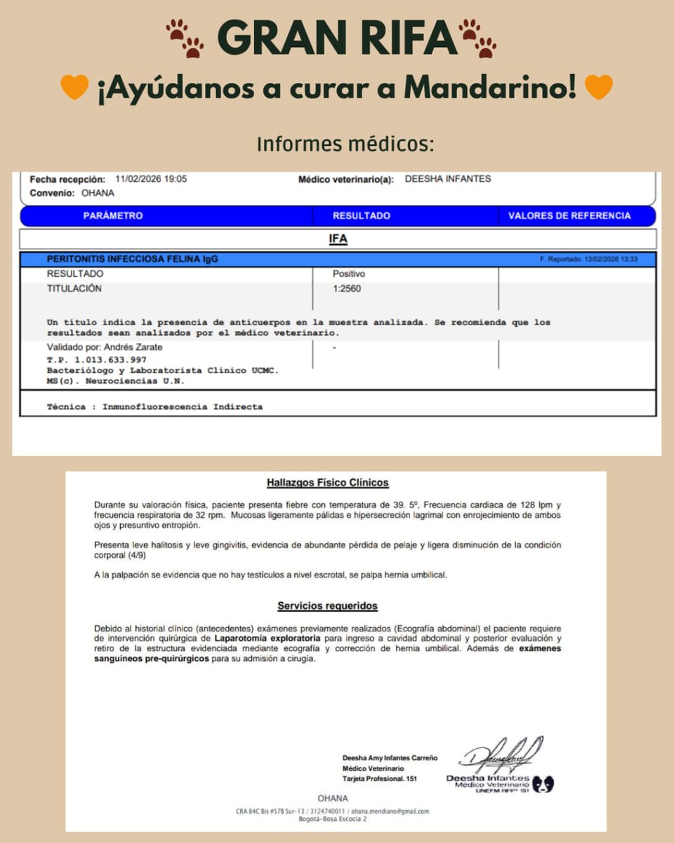 Para quienes estén en Bogotá o alrededores, tenemos una rifa por Mandarino 😺🐾🧡