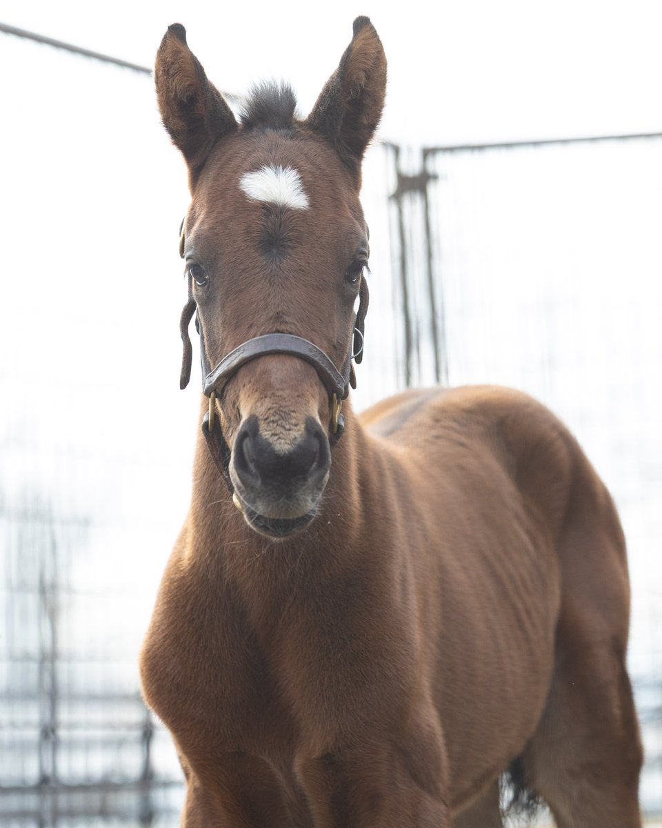 Pin Oak Stud tweet media