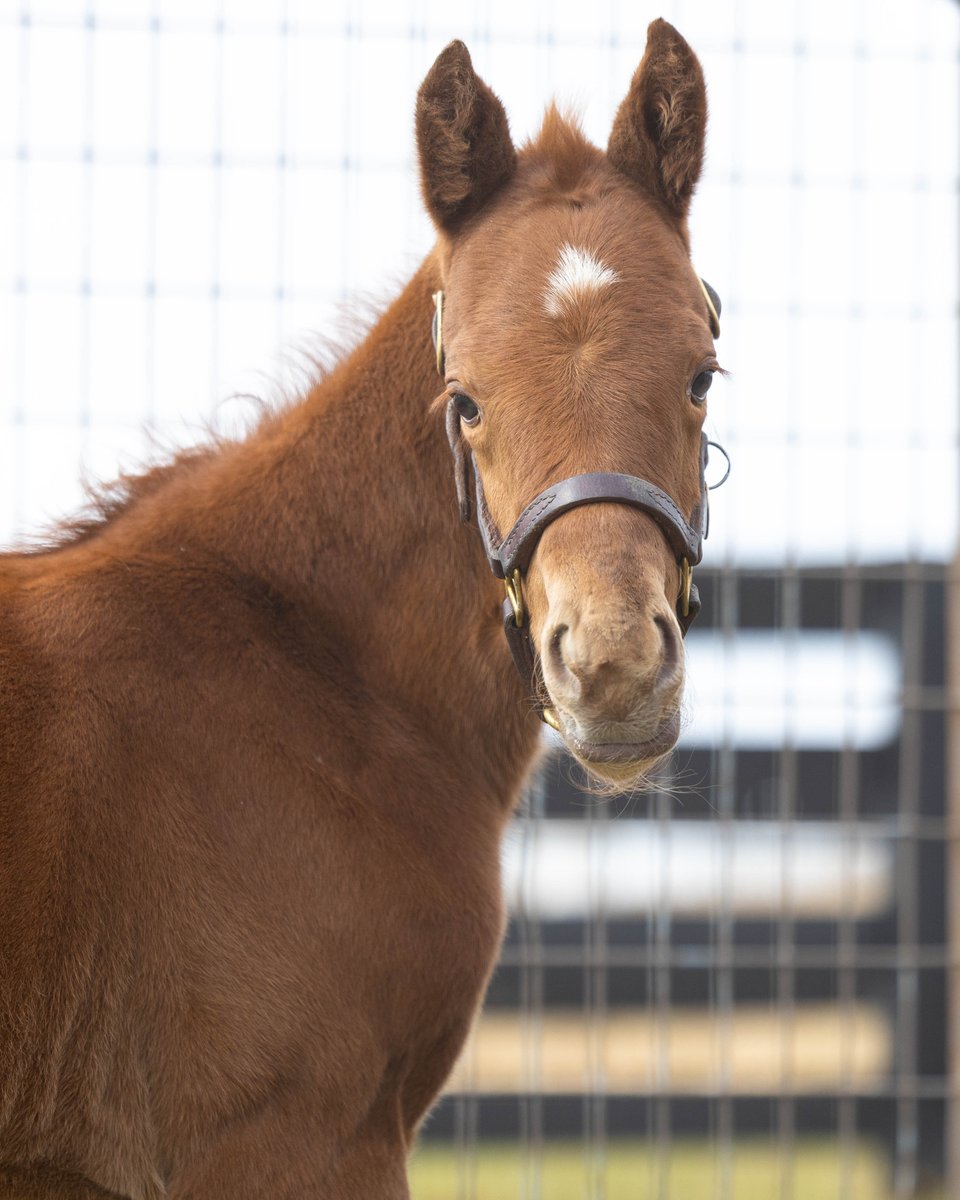 Pin Oak Stud tweet media