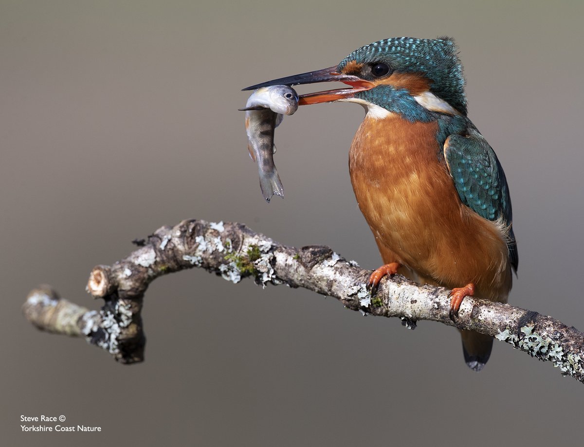 YorkshireCoastNature tweet media