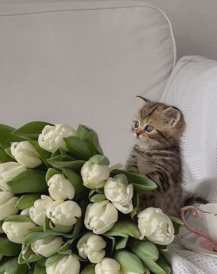 Punch Cat (@punchingcat) on Twitter photo 