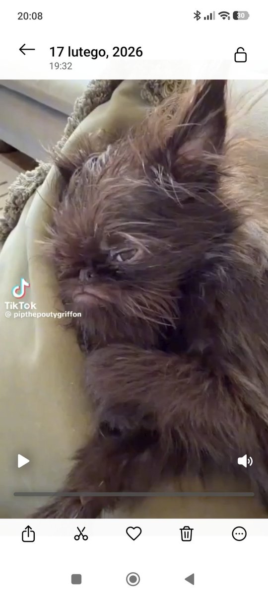 Evarally's tweet image. Tasmanian devil? 😈👹
 #tasmaniandevil  #funnydog