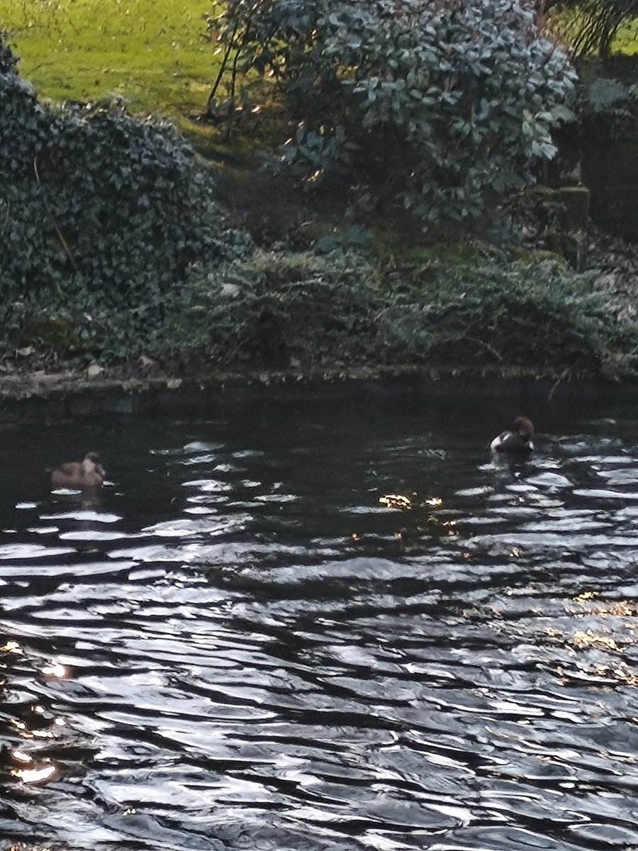 Obviamente, tarde top. 

Aqui fotos de patos.