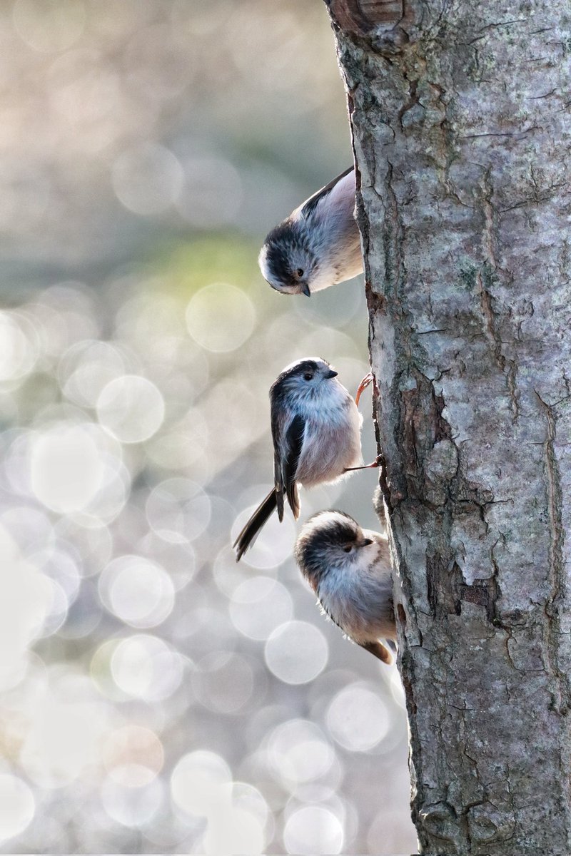 Rob Aitchison tweet media