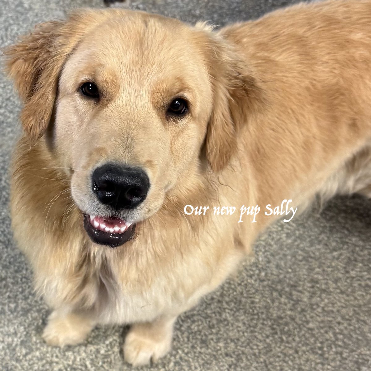 City Dogs tweet media