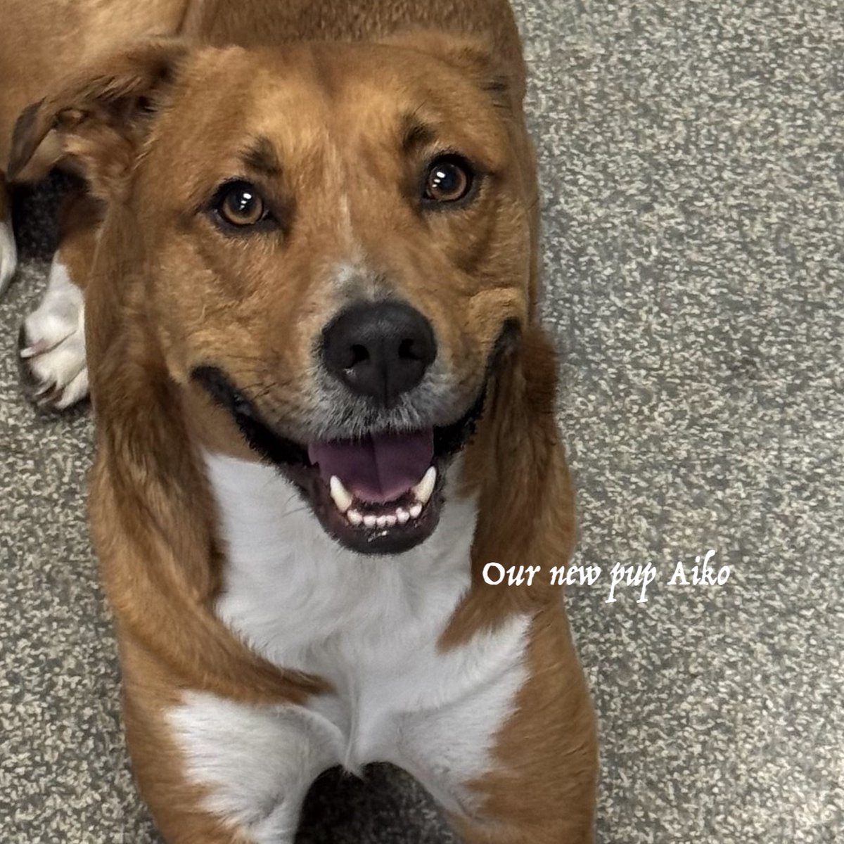 City Dogs tweet media