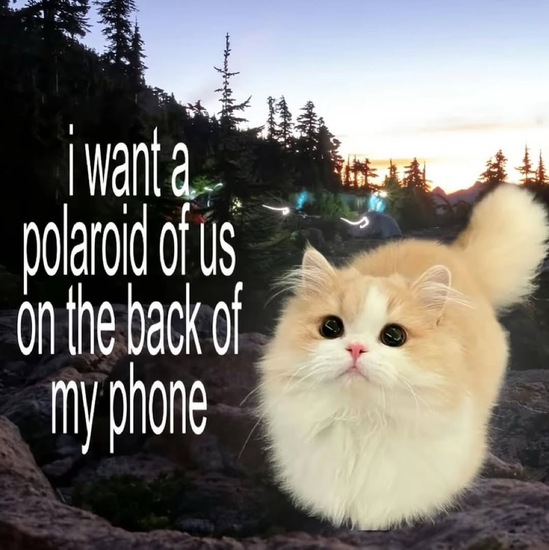 cats.jpg (@catsdotjpg) on Twitter photo 