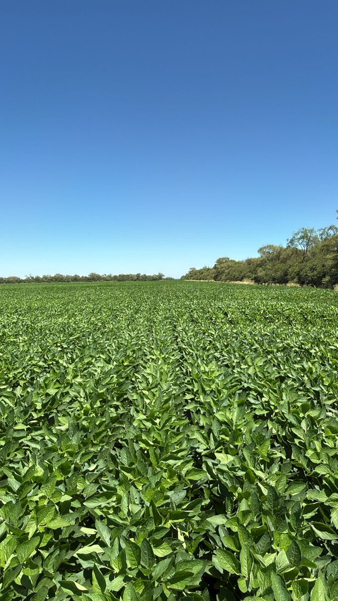 Ignacio juarez tweet media