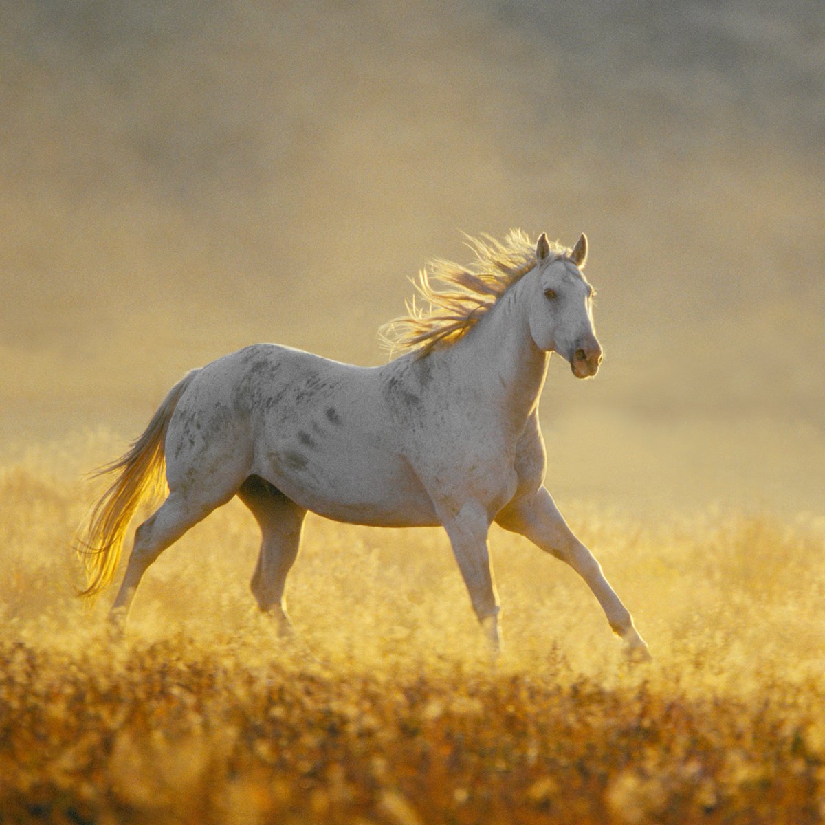 Where strength meets grace 🐎 Running full speed into the Year of the Horse!

📸: George Lepp

#horses #YearofTheHorse #ChineseNewYear