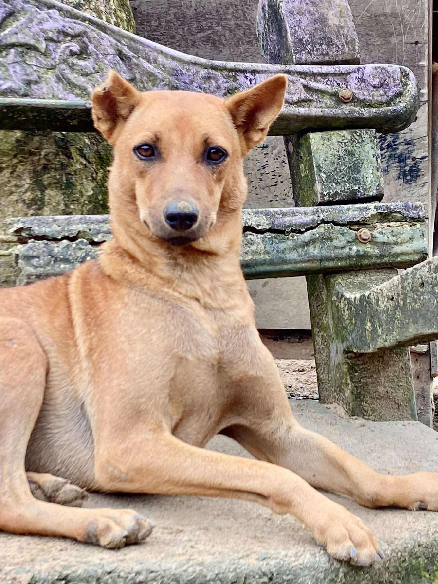 tommy_sos's tweet image. Little crusty in 2023 and now. My mum works miracles @AnimalSOSSLanka 

#RescueOnly #RescueDog #Rescued #RescueMe @rickygervais @LewisHamilton @PeterEgan6 #SriLanka #Sanctuary