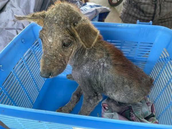tommy_sos's tweet image. Little crusty in 2023 and now. My mum works miracles @AnimalSOSSLanka 

#RescueOnly #RescueDog #Rescued #RescueMe @rickygervais @LewisHamilton @PeterEgan6 #SriLanka #Sanctuary