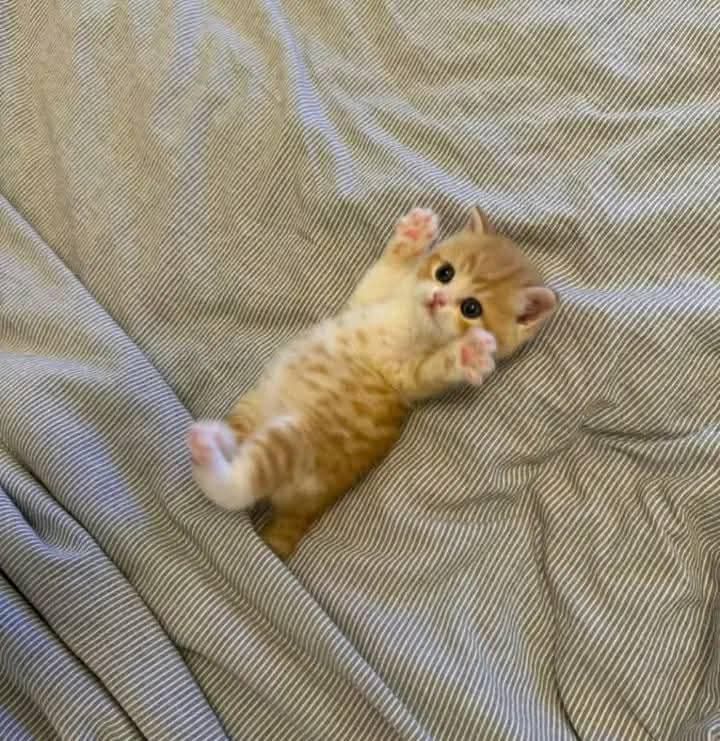 nekocatts's tweet image. The little paws 😻