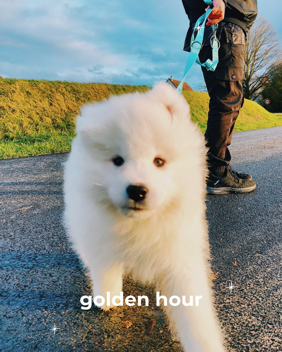 stephgss_'s tweet photo. I almost left this place… but if you’d like to follow my new adventures with the little fluffy bear who joined us this year, come find us on Instagram. 🫶

🐾 : https://t.co/4ZZS7ReVj4 https://t.co/UBYnX8UsrP