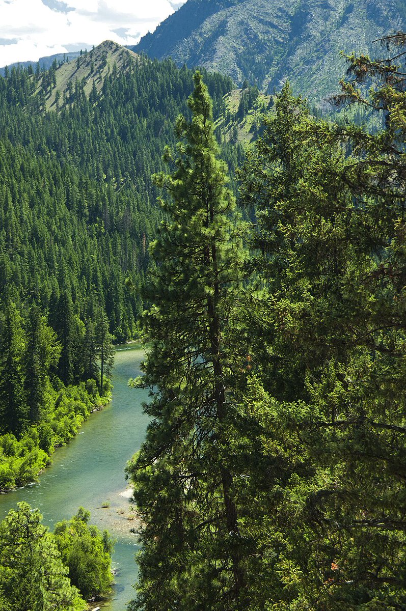 Daily dose of national forests