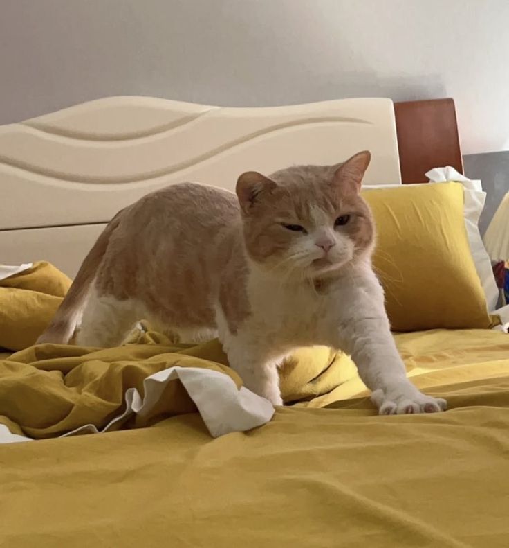 nekocatts's tweet image. 