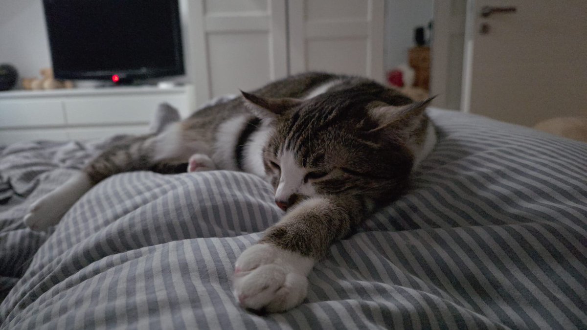 Yoshi musste geimpft werden. Fand er so scheiße, dass er daheim erstmal Zukos Schale runter geworfen hat. Fühle ich sehr, kleiner Mann. ❤️
#nordstadtkatzen