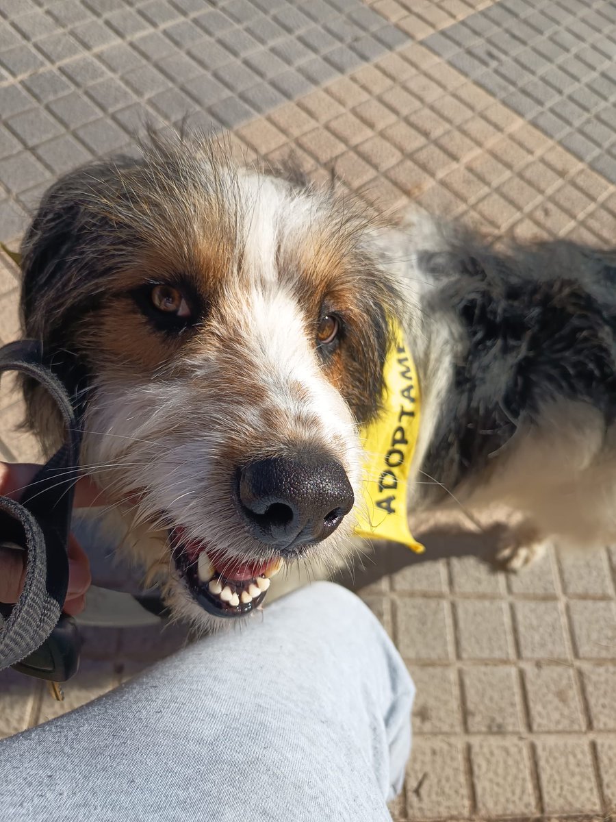 Mickey ha ido hoy a la peluquería, regalo de un voluntario, le ha sentado genial porque tenía toda la piel llena de picaduras de pulgas.
Llevamos una semana loca con él, en las primeras fotos salía como pequeño y no, Mickey es un señor peludo de unos 25 kgs que busca hogar.