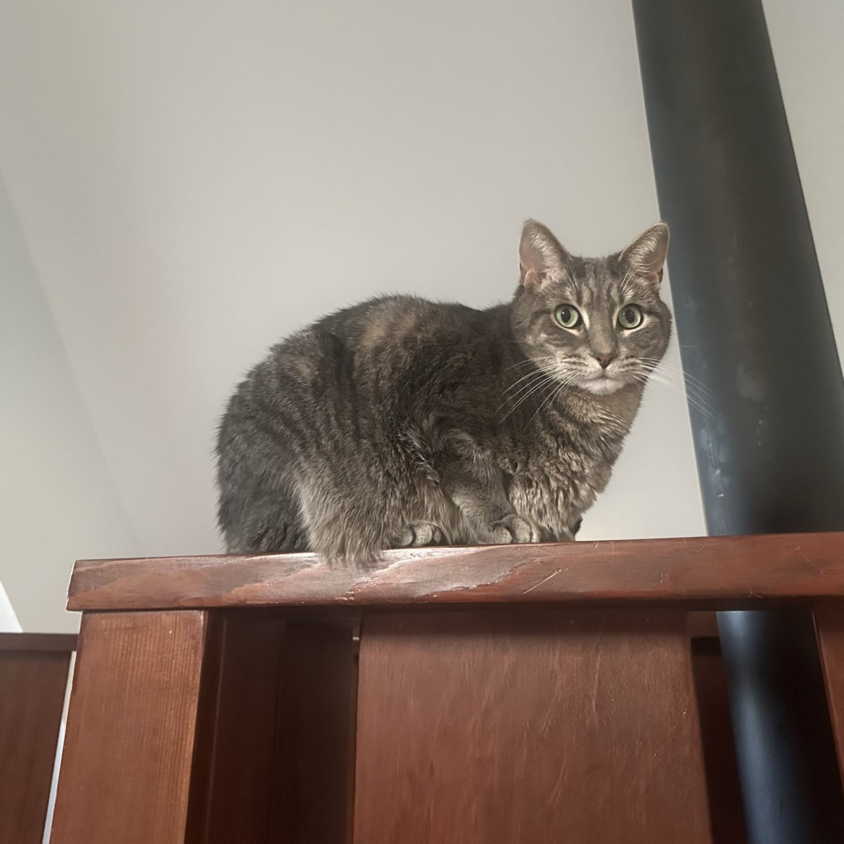 boobertoober's tweet image. The vet forgot his name and kept calling him Potato