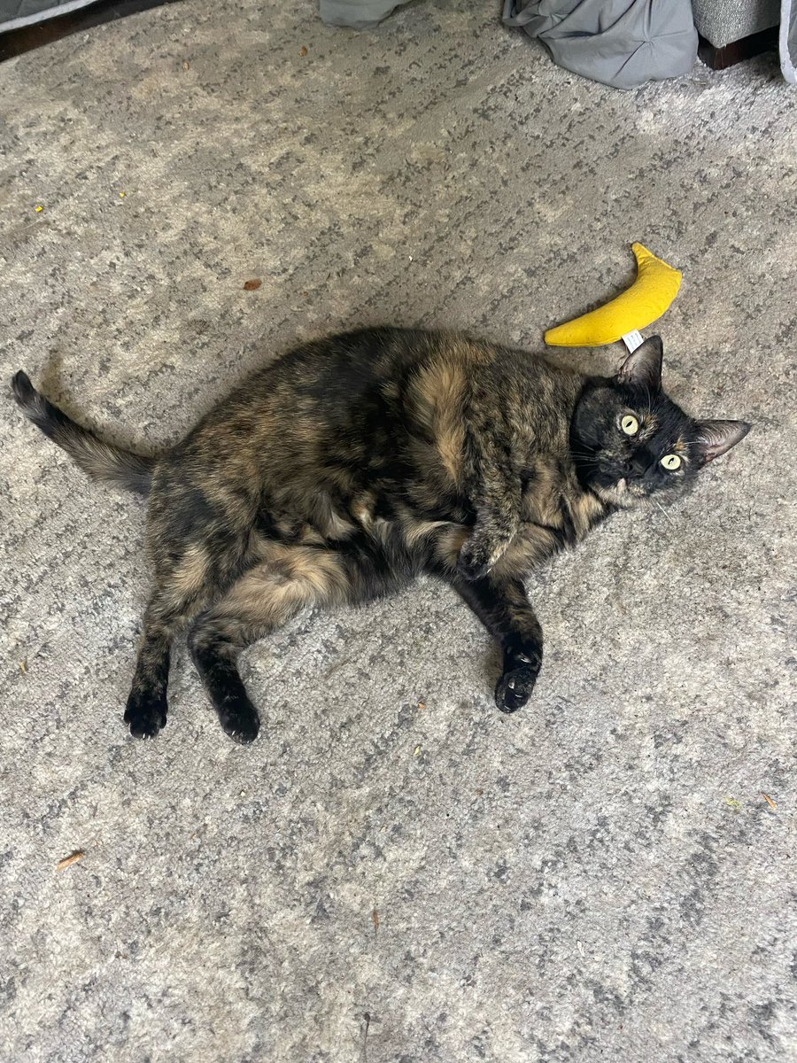 Little cat tweet media