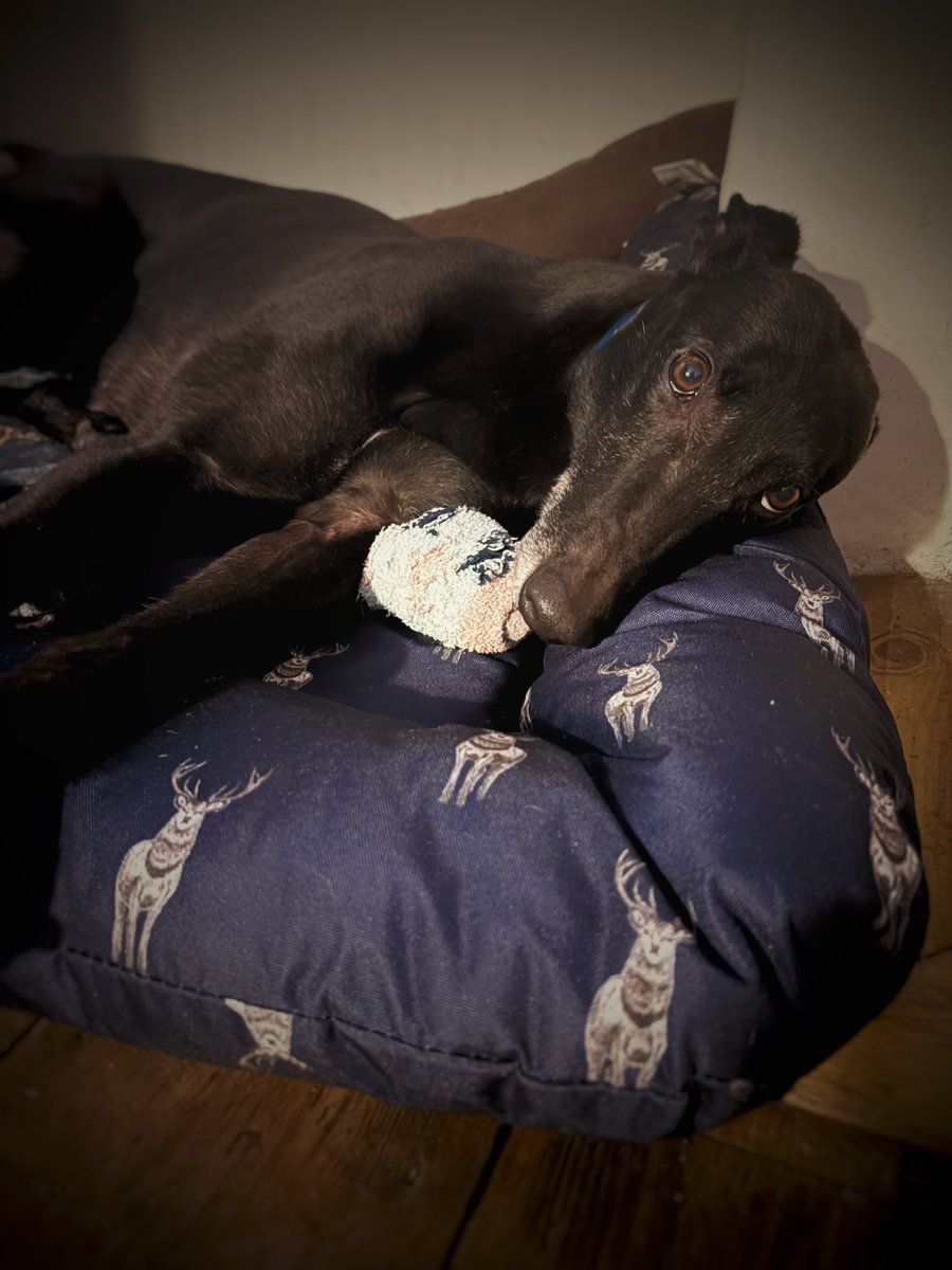 AdachiRetired's tweet photo. TikTok and his stolen socks 🙈 never chews them just takes them to bed 😂 https://t.co/SVrgfxNIR0