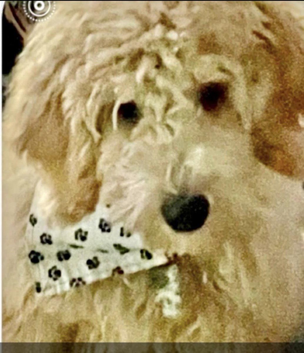 taderbean1's tweet photo. @crypto_dragonz #DogsBeforeMuslims So Says My Rusty ๐ https://t.co/0CTS24DdEl