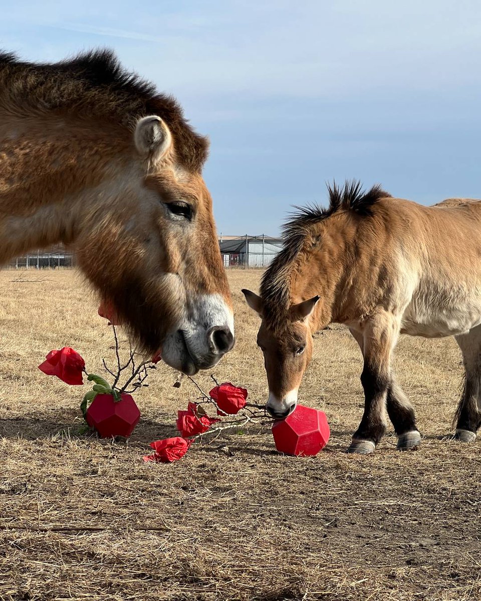 Calgary Zoo tweet media