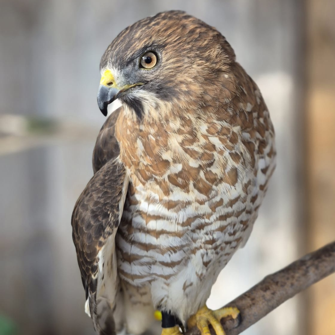 Conservation Halton tweet media