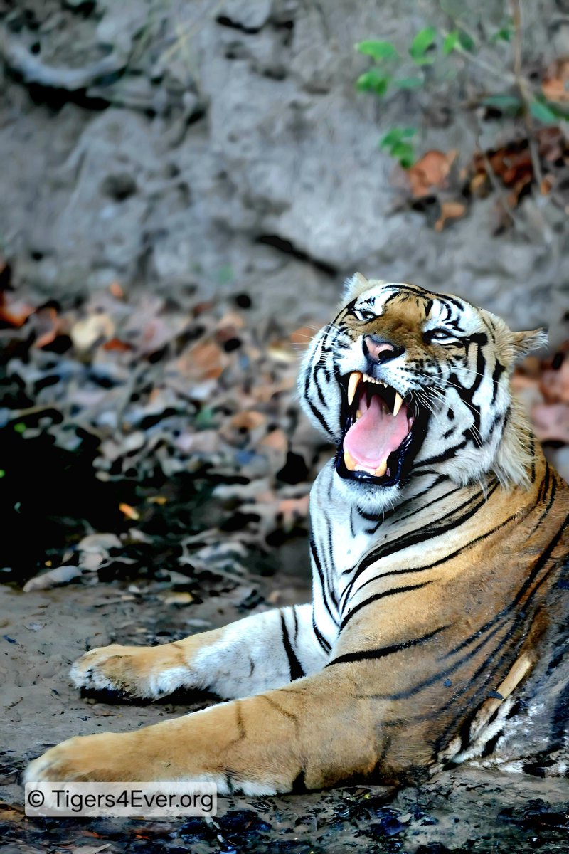 Tigers4Ever2010's tweet photo. Do you have 14 hours a month to spare to help us save wild #Tigers? If yes, please take a look at our current vacancies &amp; consider applying to join our team https://t.co/9ziAhbpgQP https://t.co/gfNwM4r3l0