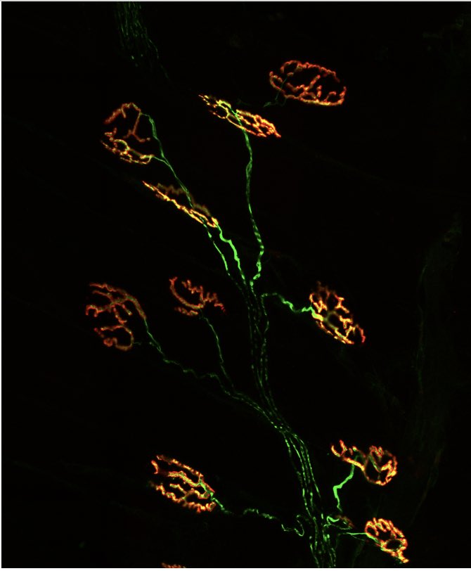 Dr Kristy Townsend tweet media