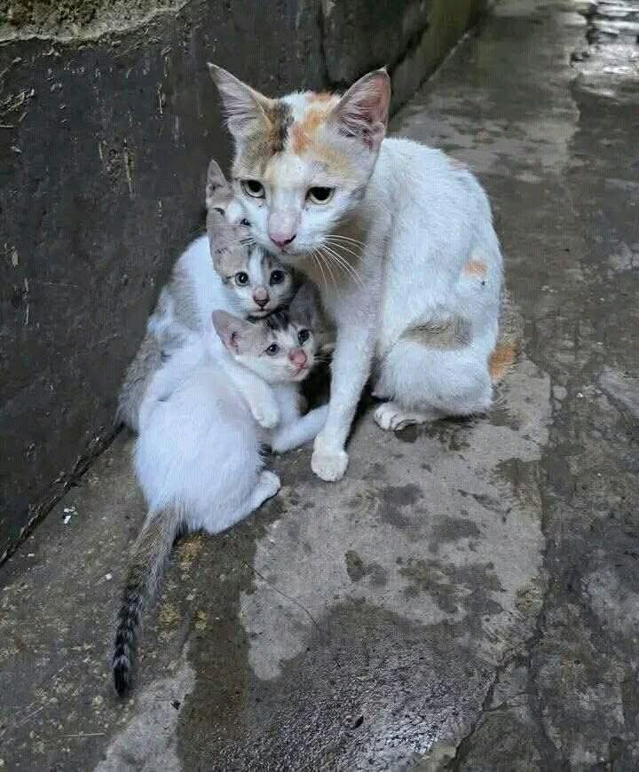 Por favor rescata, adopta y jamás abandones!
Ten empatía con los angelitos, q sufren el abandono!
Salva vidas inocentes!
🙏🏻