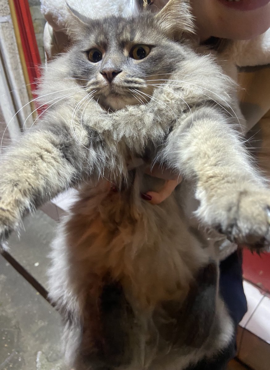 Dünya kittyler gününüz kutlu olsun benim küçük tatlı tüylü bebek suratlılarım yirim sizi ben yirimmmm
#dünyakedilergünü