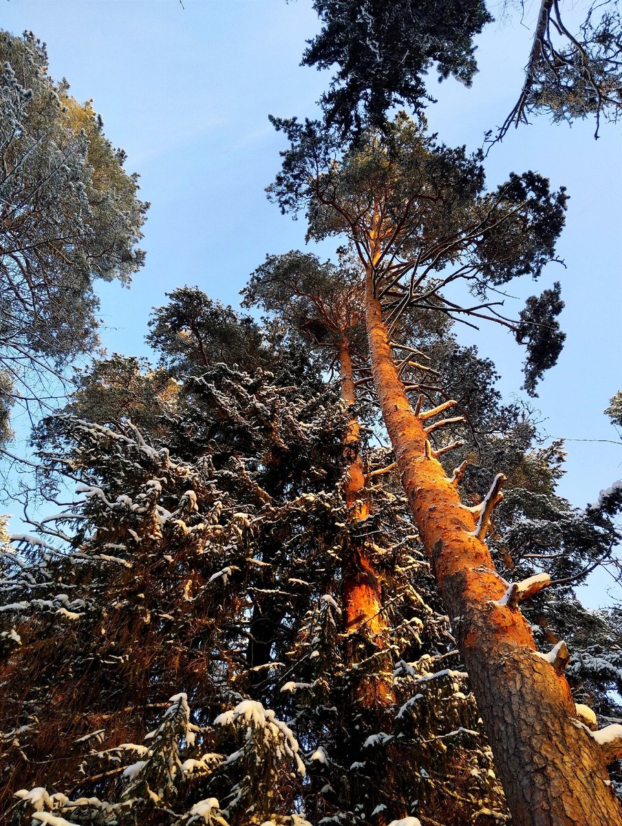 Nata27Best's tweet image. Pine trees in winter. 
#WinterVibes 
#NaturePhotography