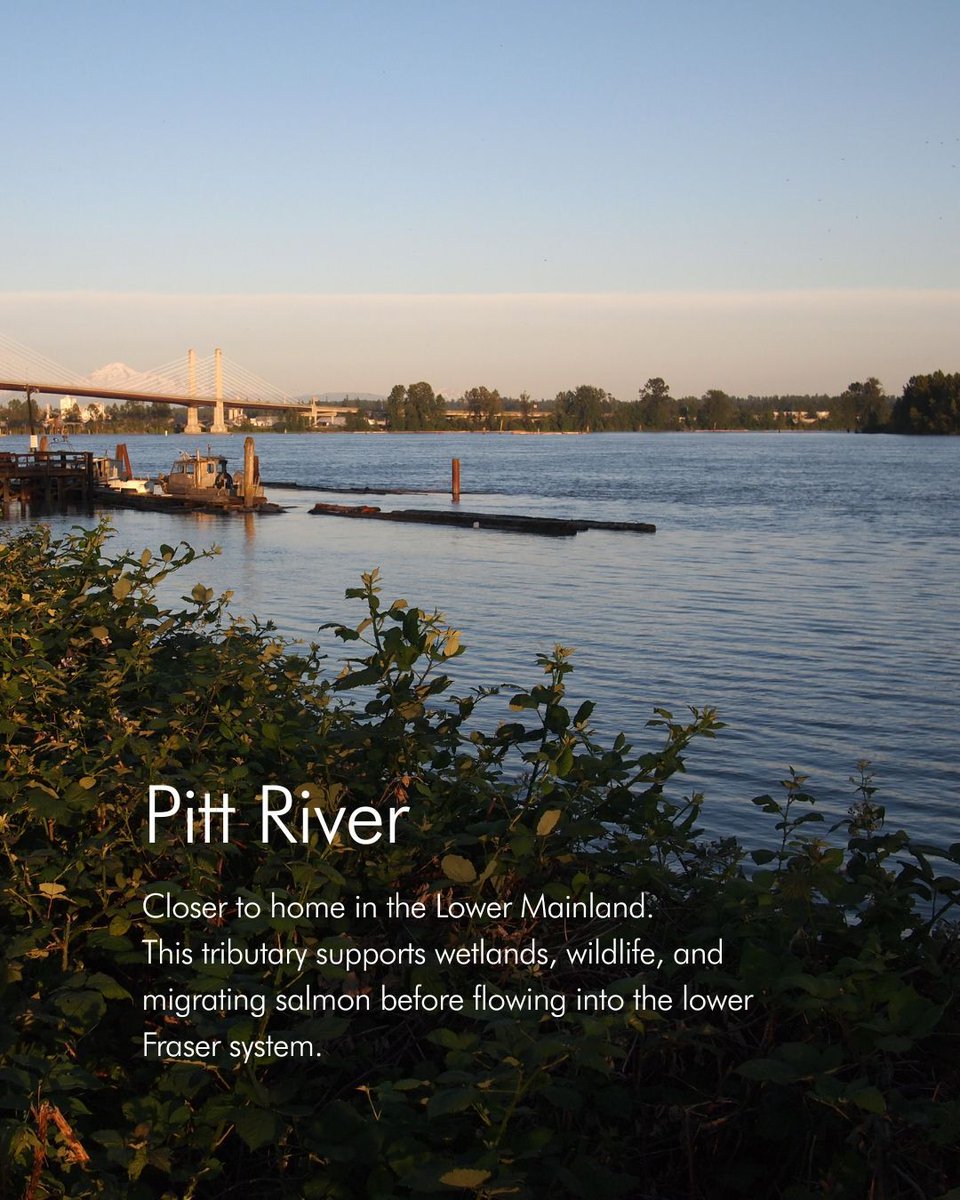 thefrdc's tweet photo. The #FraserRiver isn’t just one river, it’s connected to hundreds of tributaries across BC. 🌊

A #tributary is a smaller river or stream that flows into a larger river, helping shape water levels, habitats, and the health of the entire watershed. 

Meet a few of them here! https://t.co/RMOmGGEi0o