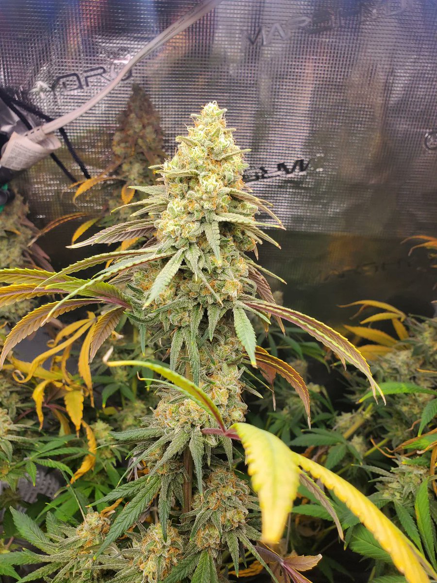MSNL Seeds tweet media