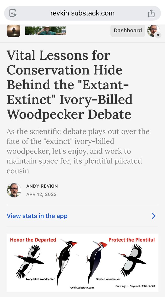 Revkin's tweet image. I wrote a lot about the vanished ivory billed woodpecker and realized it’s vital to celebrate and conserve abundance as well. In this case, the magnificent pileated woodpecker. Here’s what a pair have been doing to a tree here in Downeast Maine that’s become home to carpenter