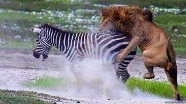 <a href="/juventusfc/">JuventusFC</a> 😘