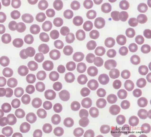 بـشائر 🇸🇦 tweet media