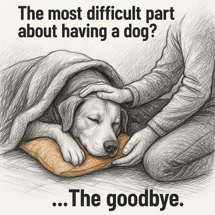 DogLovers03's tweet image. 