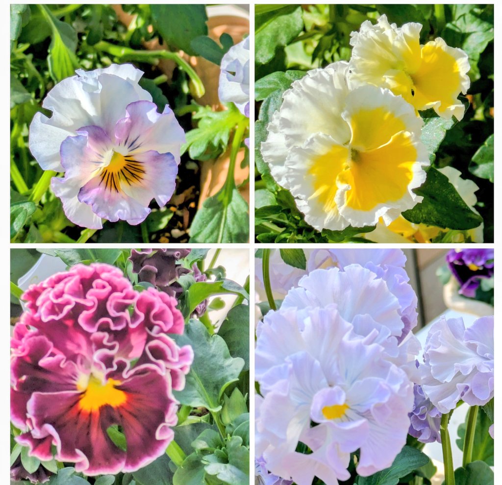 のんちゃんおはよう❤️💚💚❤️ 週の中日 スイスイ乗り切ろう