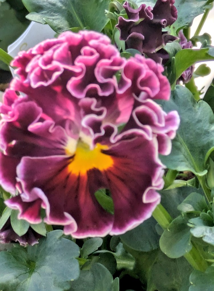 のんちゃんおはよう❤️💚💚❤️ 週の中日 スイスイ乗り切ろう