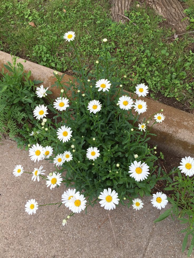 greenvibe's tweet image. 