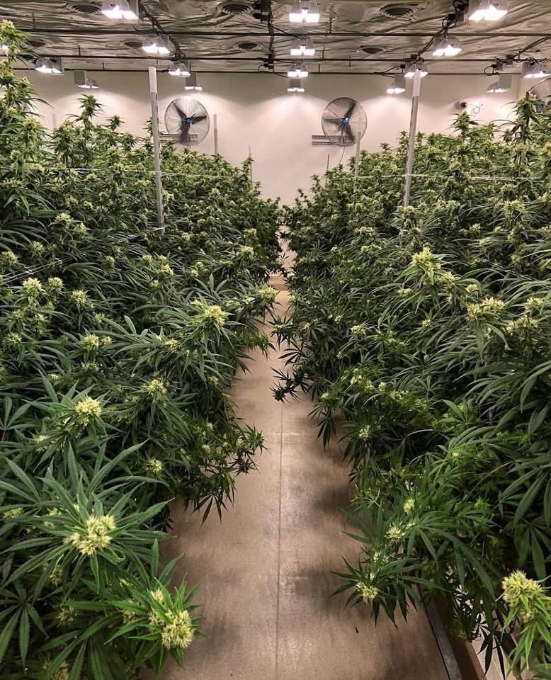 Should cannabis be fully legalized across the world? 🌎🤔