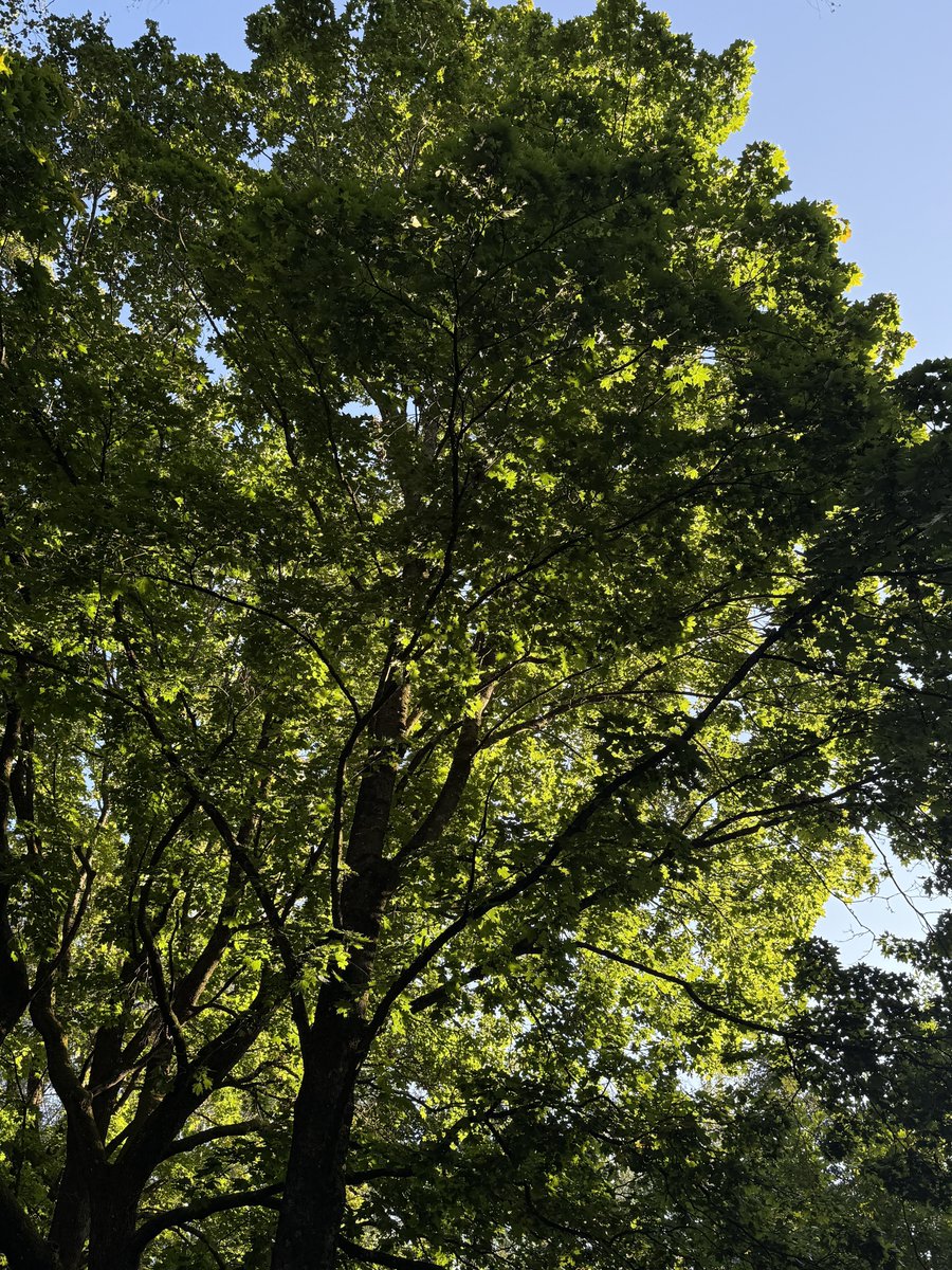 i will sit under a tree once again 🍀