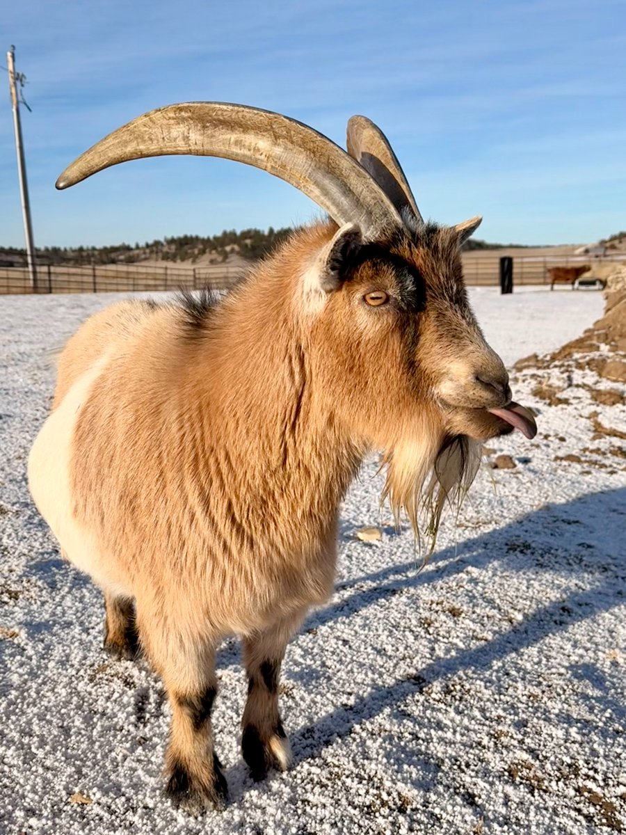 Kindness Ranch tweet media