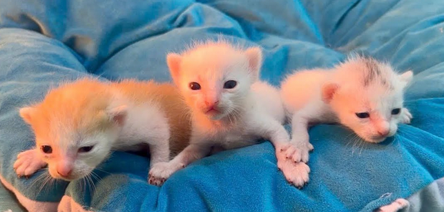 Echo🐈 tweet media